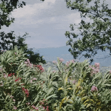 Collage Image 10